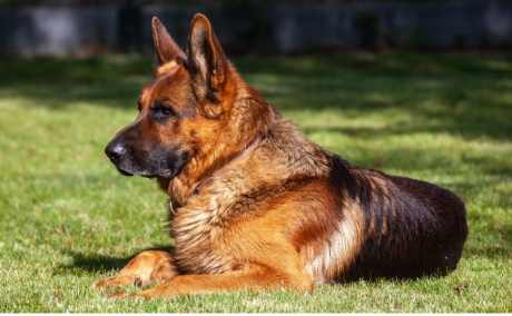Dog